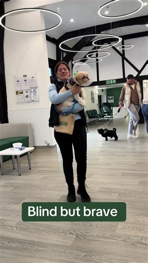 Doug's Inspiring Journey as a Blind Dog