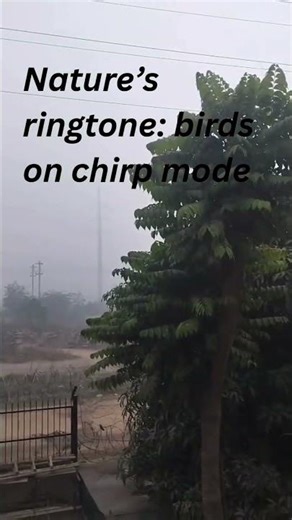 Nature’s ringtone birds on chirp mode...!! #nature #naturelovers #birds #birdssounds