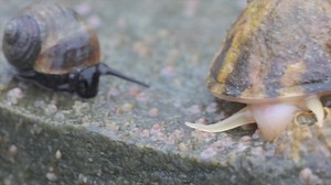 2.1K views · 88 reactions | A limpet and snail met on a trail their...