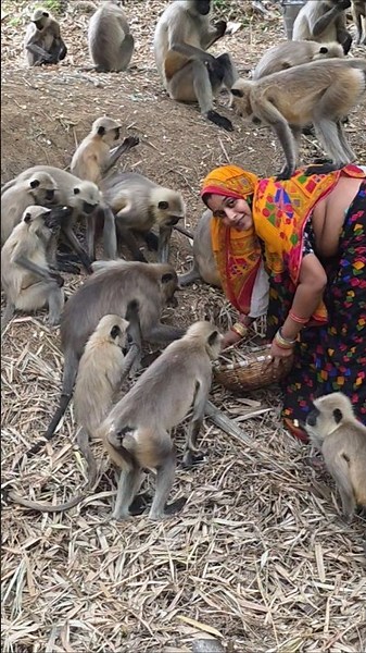 #monalisabhadra #lifeisbutadream #villagelife #langoors