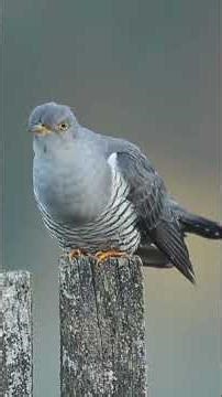 Birds sounds original #birdslovers #birdssounds #birdssinging