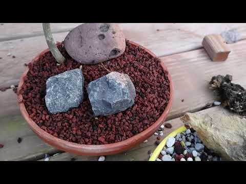 Brazilian rain tree bonsai