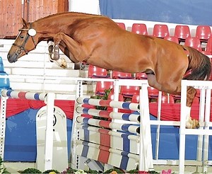 Checkmate  — Dreamscape Farm