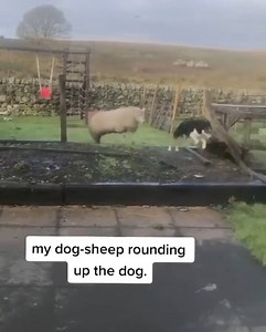 7.8M views · 162K reactions | “Think my sheep dog is broken”  | The Yorkshireman | Facebook