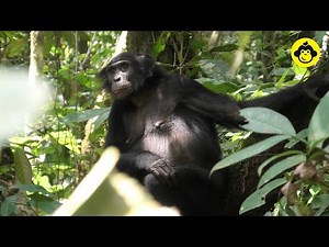 This is the most beautiful bonobo at Wamba!【Observations of Bonobos #123】