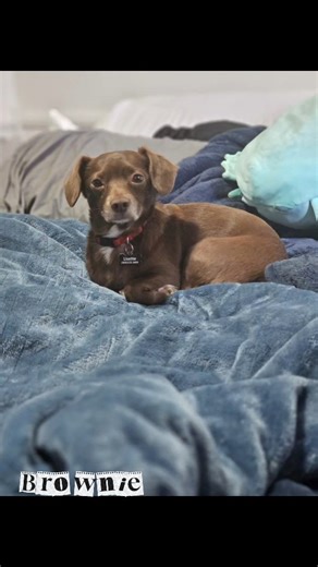 Crusty Crew Rescue on Instagram: "🤎 Brownie pupdate 🤎 Animal Resource Center of the Inland Empire shelter survivor Brownie has been in his foster to adopt home & he's done so amazing. He spent his first Christmas & New year there & he's gone on a few road trips & sleep overs with his pawrents & he was such a brave boy. Brownie spends his days getting loved on & spoiled & we could not be any happier for him. We are so proud of you Brownie we love you! #A002672 #arcoftheie #fostertoadopt #rescue