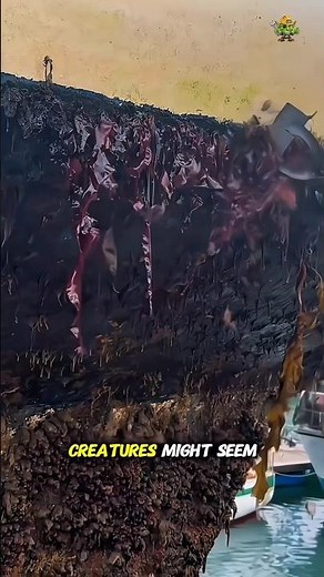 Why Ships Need Hull Cleaning Explained 🔬