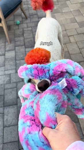 Fighting an octopus blind. #poodle #toy #octopus #trending #play