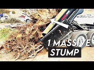 Pulling MASSIVE Stumps with a Mini Kubota