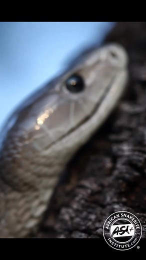 431K views · 5.8K reactions | The iconic Black Mamba. This is the...