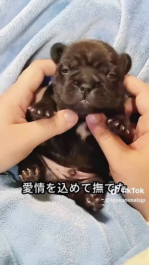 ゴミ箱に捨てられた子犬を救った夫婦 #ディスカバーキャンペーン #レスキュー #動物大好き #動物 #カメ #ウミガメ #動物コレクション #動物愛好家 #ペット