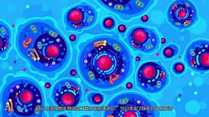 【Kurzgesagt】 中字 （在血液中的小炸弹）Tiny Bombs in your Blood - The Complement System