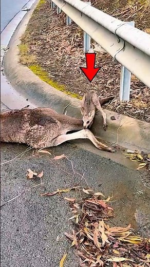 Baby Kangaroo Finds Comfort After Losing Mom🥹