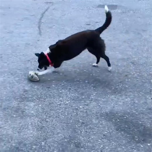 Street Hockey Dog