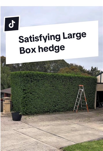 Satisfying Large Box Hedge Gardening Tips