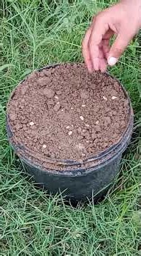 How to Grow Pomegranate from Seeds at Home | Step-by-Step Gardening Guide