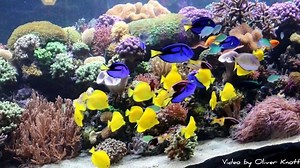 12K views · 624 reactions | 1 part of a 10.000 liter reef tank at Sealife/Speyer (Germany). Set up 1 year ago, by Jürgen Wendel (Korallenzucht Wendel) with 1.000 coral fragments, bred in Germany. An amazing grow in such a short time. #oliverknott #ok_aqua #korallenzuchtwendel #sealifespeyer | Oliver Knott | Facebook