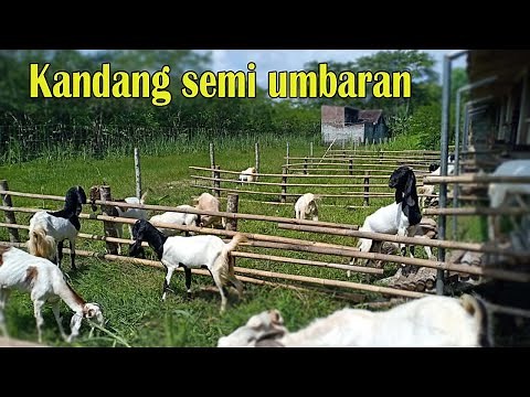 Model kandang kambing terbaik, kandang kambing semi umbaran, sangat bagus untuk kambing