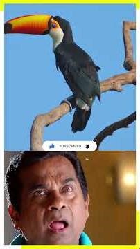 the toco toucan#telugu #funny #wildlife