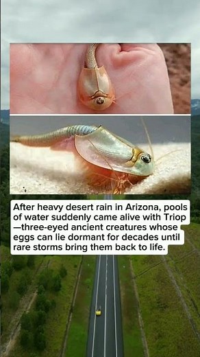 “The Tiny Desert Dinosaurs That Awaken After Rain” — The Story of Triops from Arizona 🌧️🦐