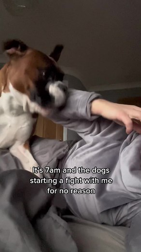 Playful Boxer Dog Interacts with Owner at Home