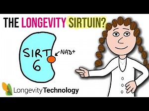 The longevity sirtuin – what you need to know about SIRT6
