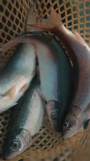 Simple Net Fishing by the Water #fishing #fish #shorts