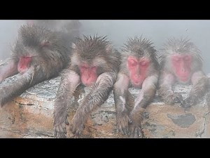 Hot bath time begins for chilled monkeys in Hokkaido