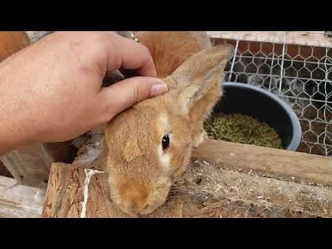 raising rabbits and chickens in the greenhouse