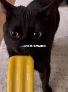 Funny black cat | Cute Animals