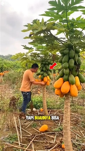It's Unbelievable! A Tree This Short Can Produce So Much Fruit! 😱