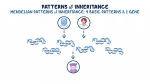 Video: Patterns of Inheritance - Video Explanation! | Osmosis | Osmosis