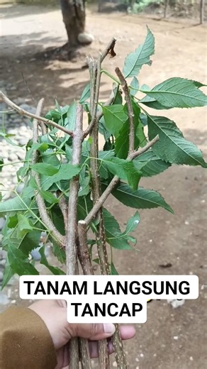 Cara Stek Tecoma stans Paling Mudah, Tancap Batang Langsung Jadi #caramerawattanaman