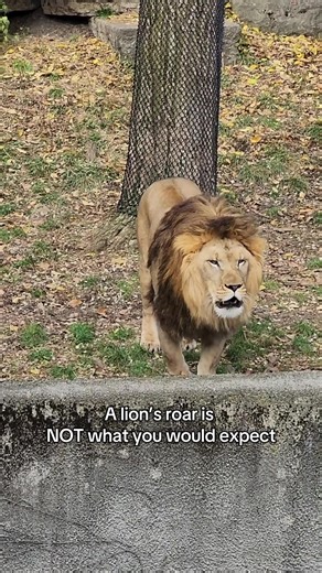 Exploring the Unique Sound of Lion Roars