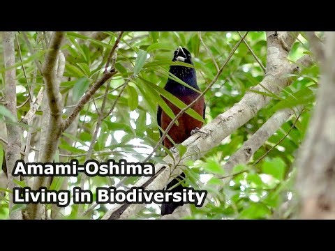 Amami-Oshima – Living in Biodiversity