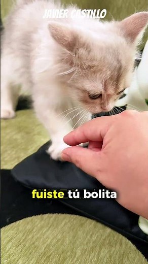 ¿Qué Gato Fue? ¿Puedes Adivinarlo?