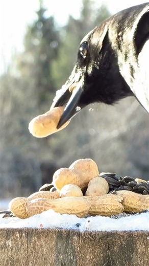 Crow manages to take three peanuts at once