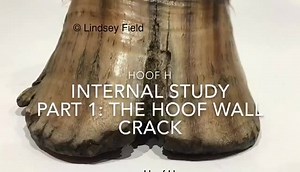 4K views · 44 reactions | Hoof H- check out the still photos first,...