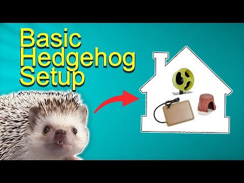 Hedgehog Cage Basic Setup - Bin Style! (the best)