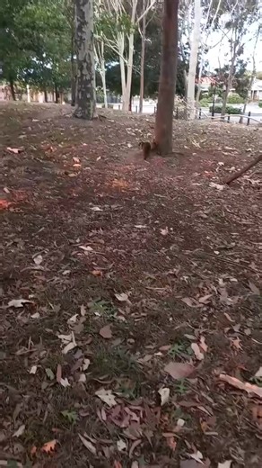 Ambulance Victoria on Reels