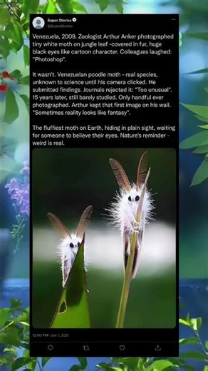 They Said It Was Impossible… 🦋💔 | The Moth Nobody Believed Exists