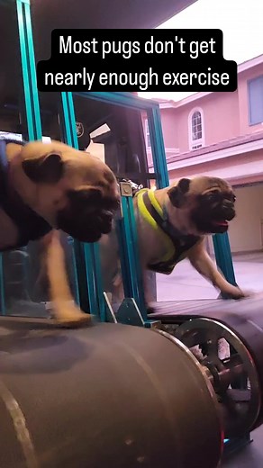 3.7K views · 70 reactions | Keep those pugs in shape. Exercise them in ways that are safe, and monitor them at all times....but give them enough exercise. #rundawg #mobiledoggym #pug | Run Dawg | Facebook