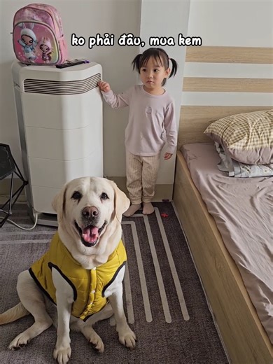 Trốn Tìm Với Chó Dễ Thương Và Kim Chi