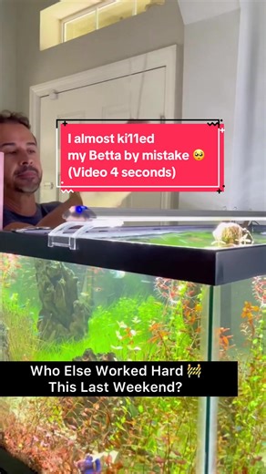 Essential Aquarium Maintenance Tips for Betta Owners