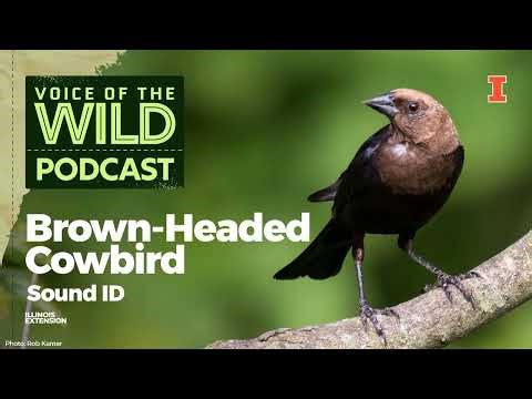 Episode 94: Brown-Headed Cowbird – Voice of the Wild