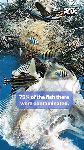 33% of Fish Contaminated? The Pacific’s Hidden Microplastic Crisis
