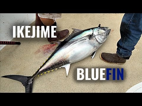 Ikejime Method? on a Bluefin Tuna