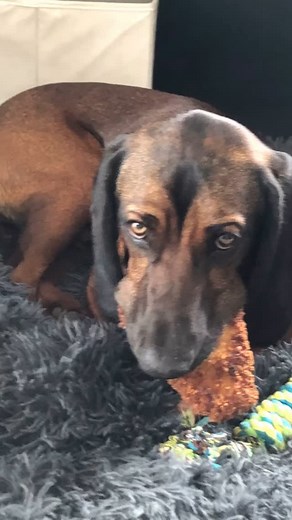 Mein Gourmet… der Schnitzel Tester #hund #schnitzel #jagdhund #bgs2024 #bgs #blooddog | Lina Ola Okila