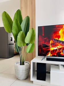 Let’s unbox and set up my plant 🥰😍Plant from Decofurn Furniture …Plant Pot from Coricraft… Peebles from Builderssa #indoorplants #homeliving #homedecor Disclaimer: I don’t own rights to this music. All rights reserved to the respective owners. #nocopyrightinfringementintended | Zoleka Mazo Diba