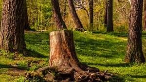How To Make A Unique Birdbath Using An Old Tree Stump
